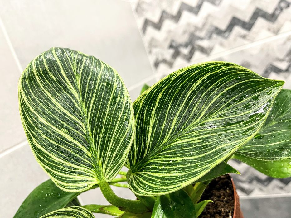 Филодендрон Birkin - комнатное растение