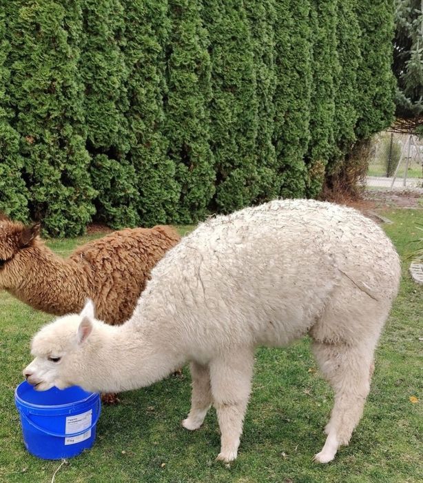 Roczna Samica Alpaki