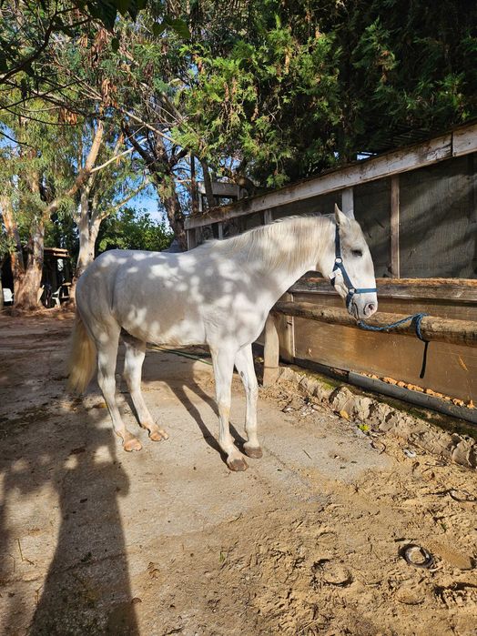 Cavalo Lusitano Puro