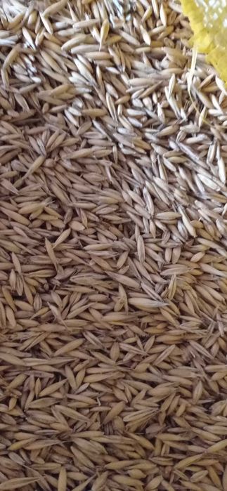 Owies , ładny gruby , dla koni , dla bydła , dla wszystkich