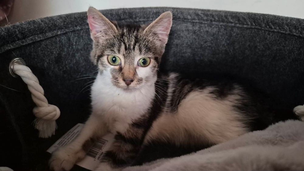 Kokoska do adopcji