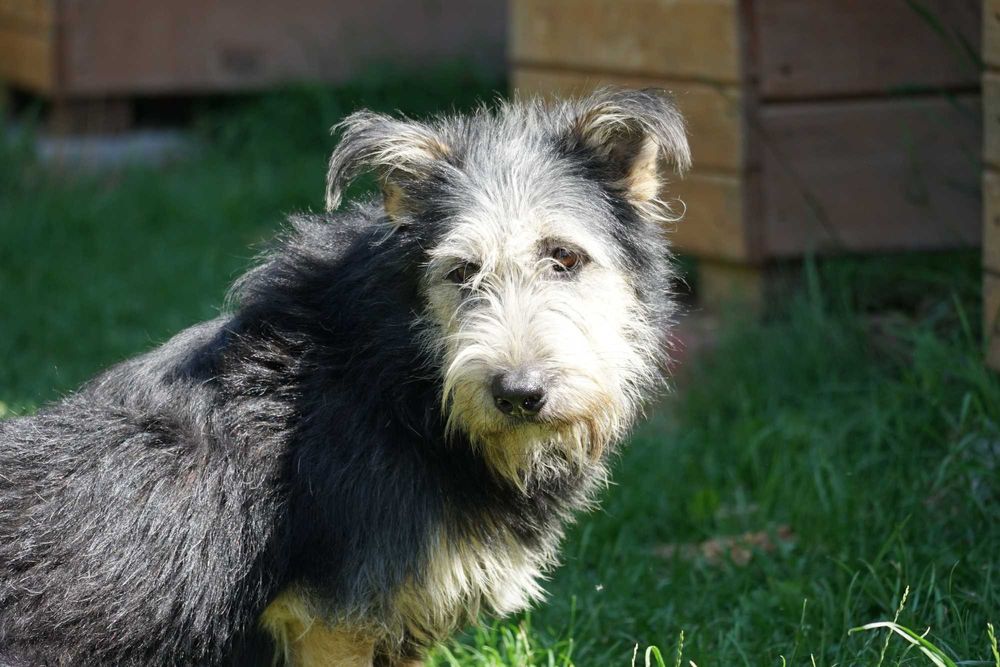 Sand - szorstkowłosy piesek szuka domu
