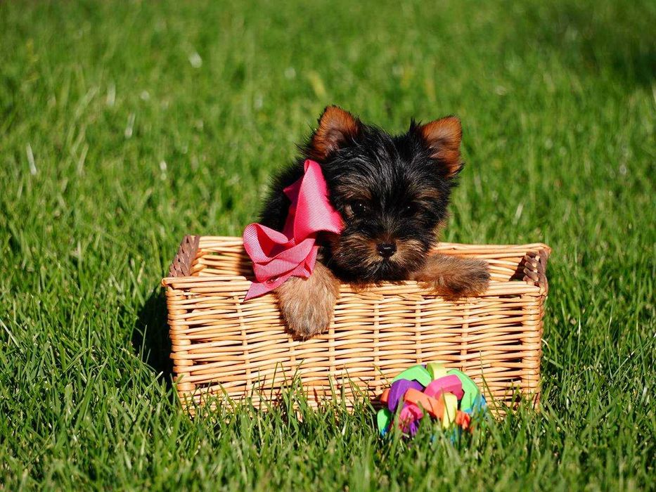 Ваш найкращий друг – цуценя йорка з серцем, повним любові