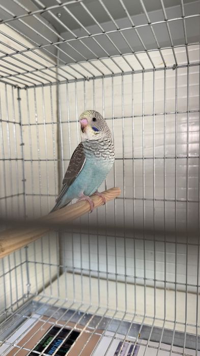 Periquitos diferentes mutações