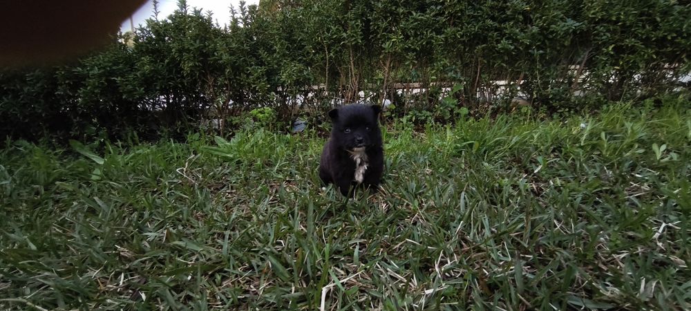 Spitz alemão anão Lulu da Pomerânia hiper miniatura criado em ambiente