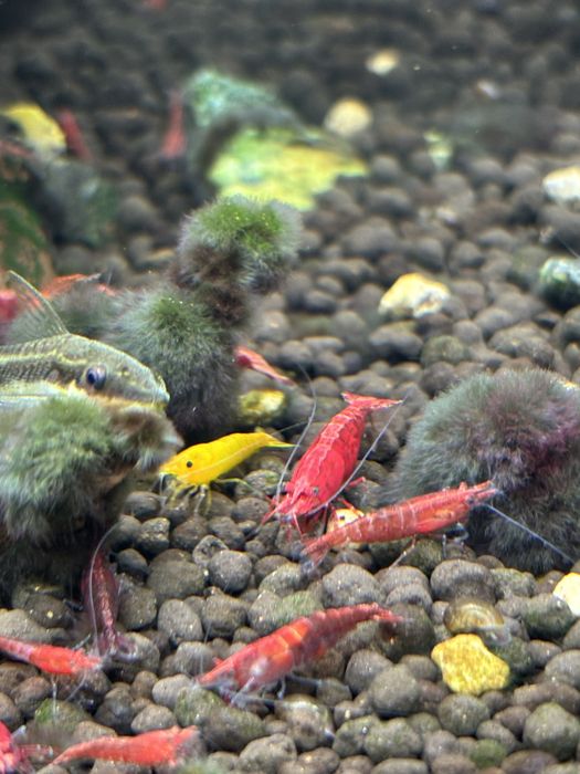 Krewetki Neocaridina davidi, Cherry Shrimp