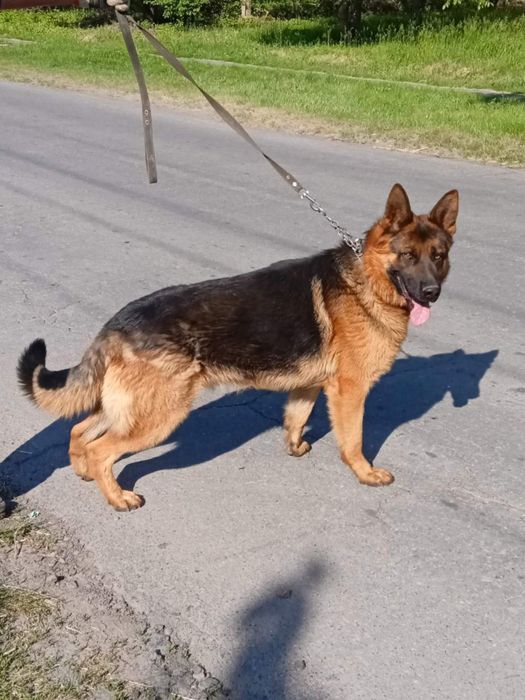 Цуценята Німецької вівчарки