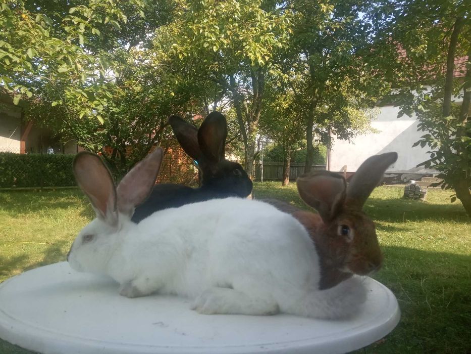 Mam do sprzedania króliki samce i samiczki