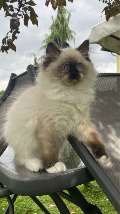 Kotka ragdoll gotowa do opuszczenia hodowli