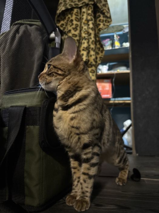 Бенгал вязка срочно бесплатно нужен мальчик