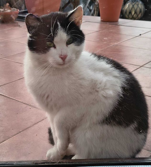 Oddam kocurka w dobre ręce