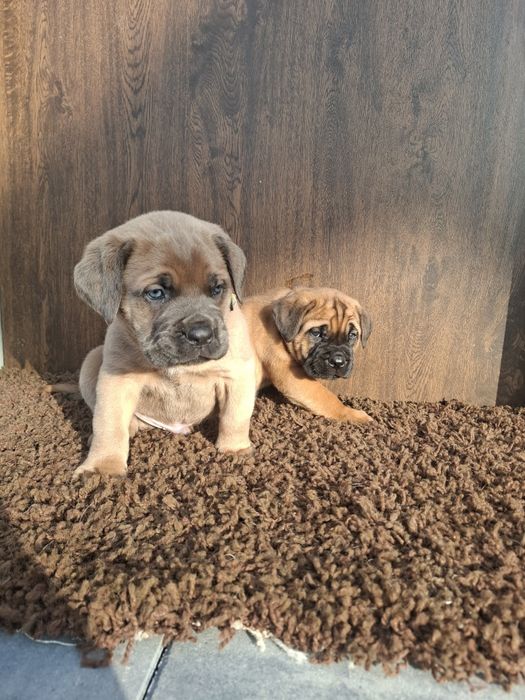 Masywne psiaki cane corso