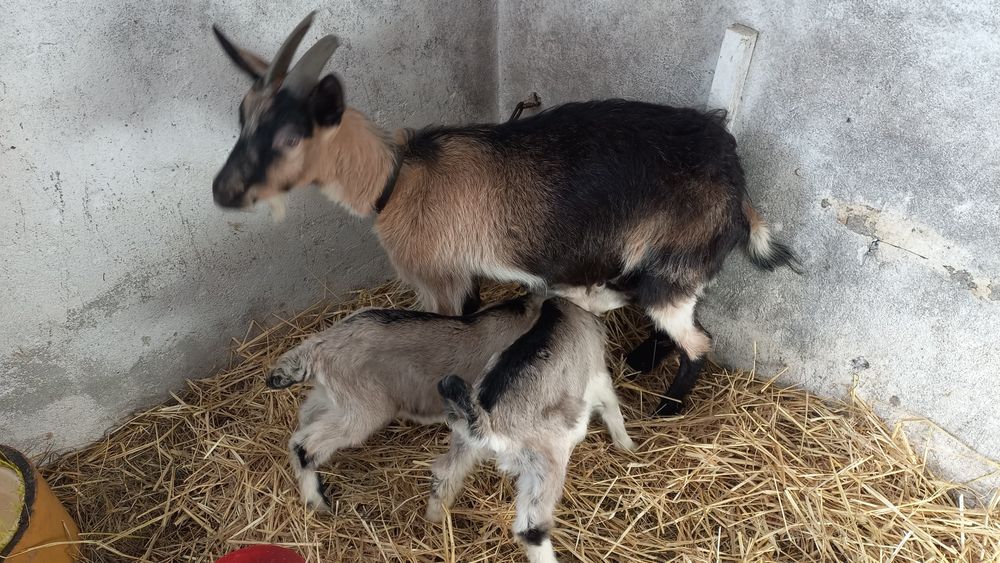 Koza z 2 młodymi