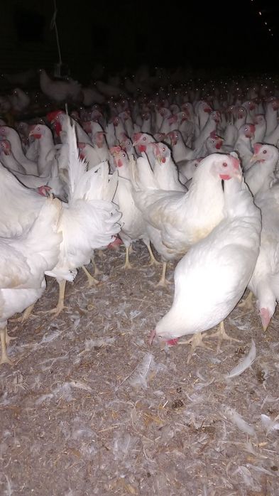 Leghorn Najlepsze Nioski 24 tygodnie!