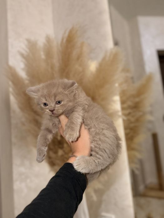 Чистокровні кошенята.  Британські прямовухі кошенята