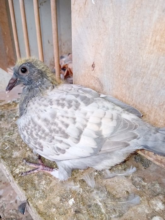 Gołębie pocztowe w barwie opal