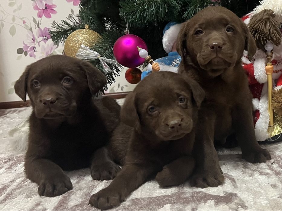 Лабрадор (темний шоколад)