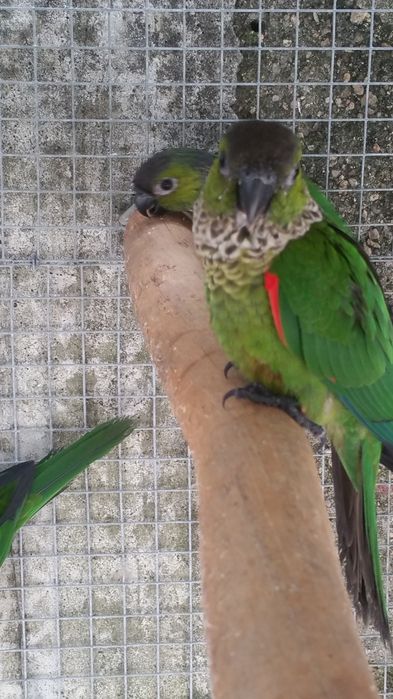 Pyrrhuras rupicola
