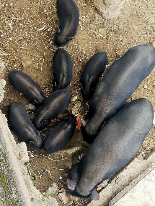 Porquinhos vietnamitas.