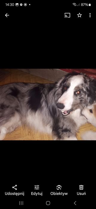 Border Collie zaginął