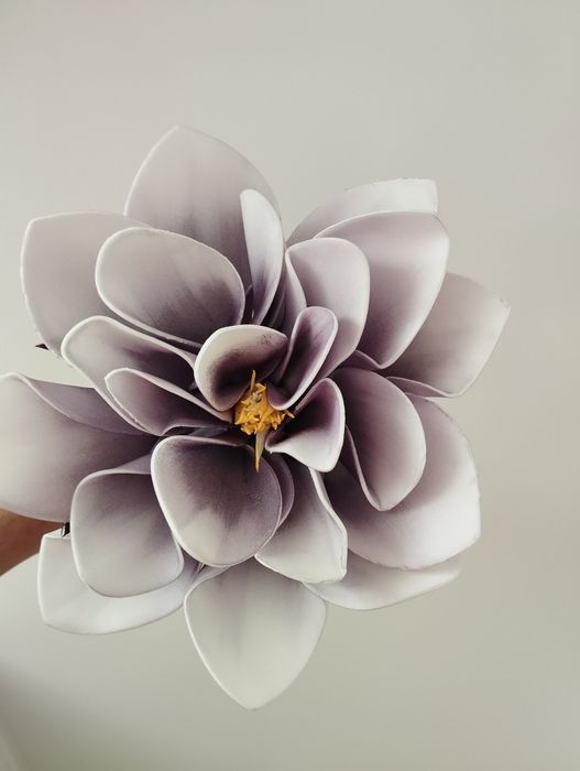 Magnolia piankowa
