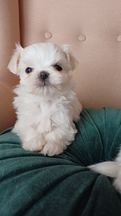 Maltańczyk miniaturka  sunia