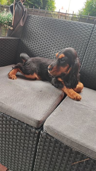 Cocker spaniel piesek