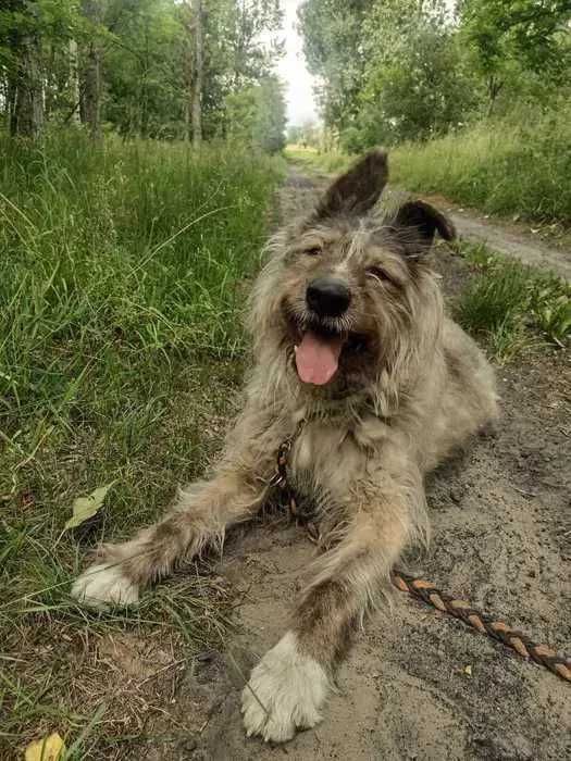 Amorek szuka domu