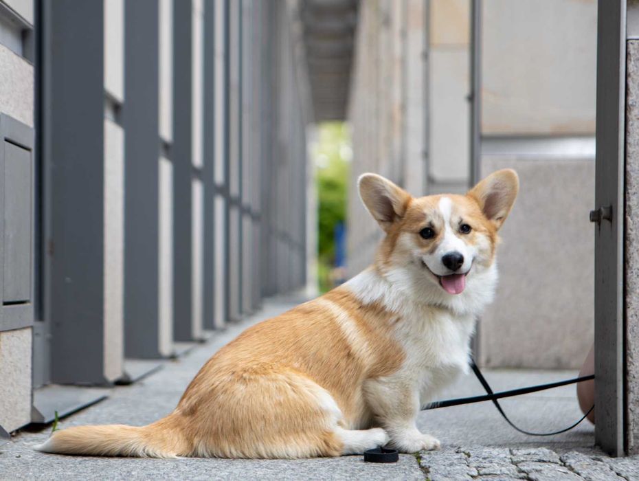 Welsh Corgi Pembroke   piękne po Championie