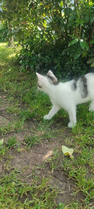 Oddam w dobre ręce kocięta