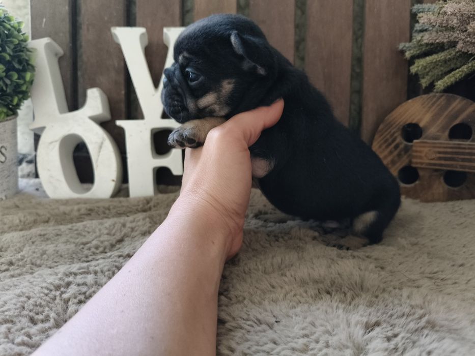 Bulldog Francês macho black tan