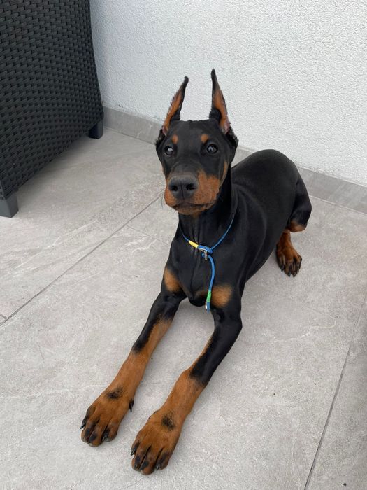 Suczka rasy doberman