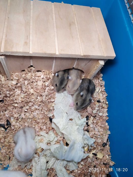 Хомяки Джунгарские