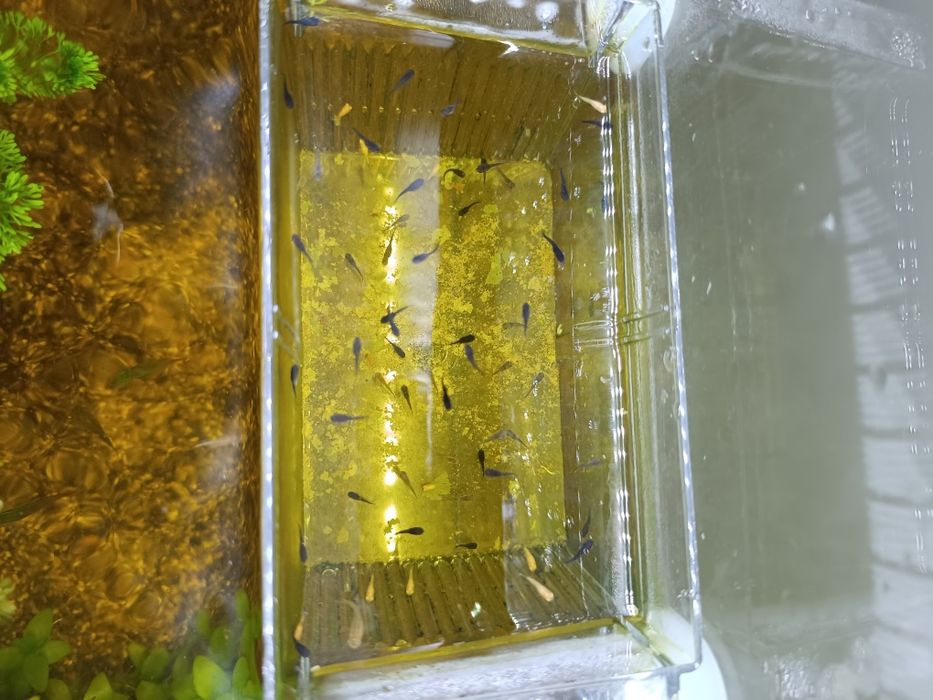 Animais ,peixes de água quente