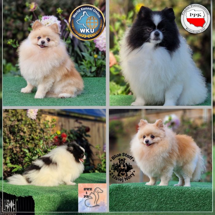 Pomeranian Szpic Miniaturowy reproduktor
