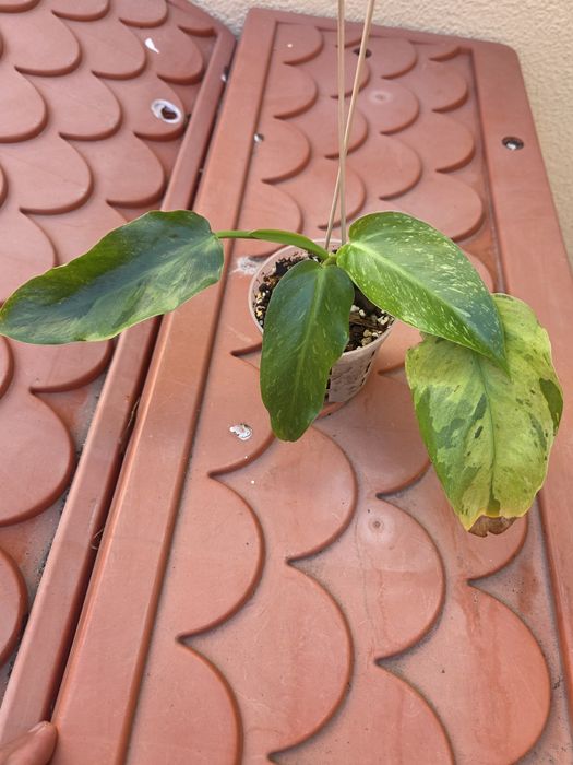 Philodendron Jose Buono