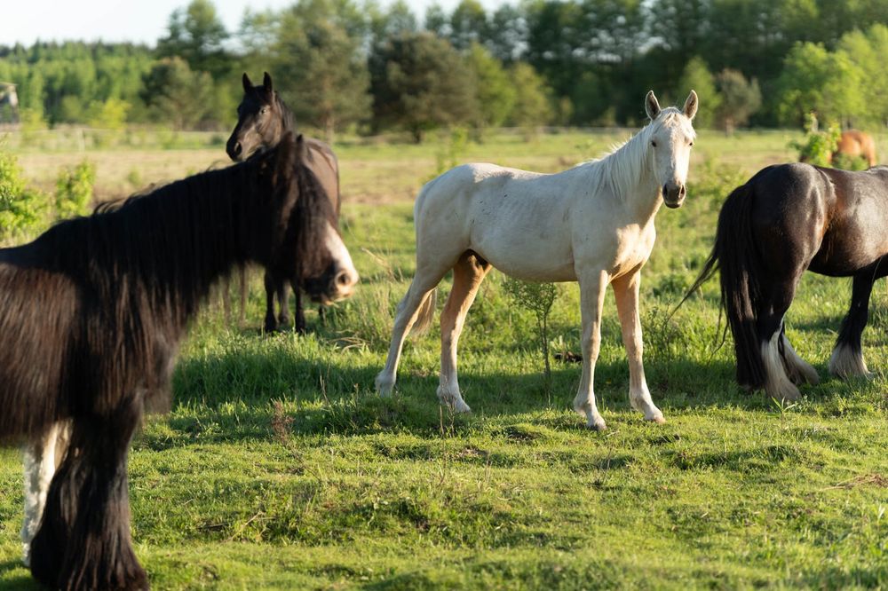 Wielkopolski wałach izabelowaty, super charakter!