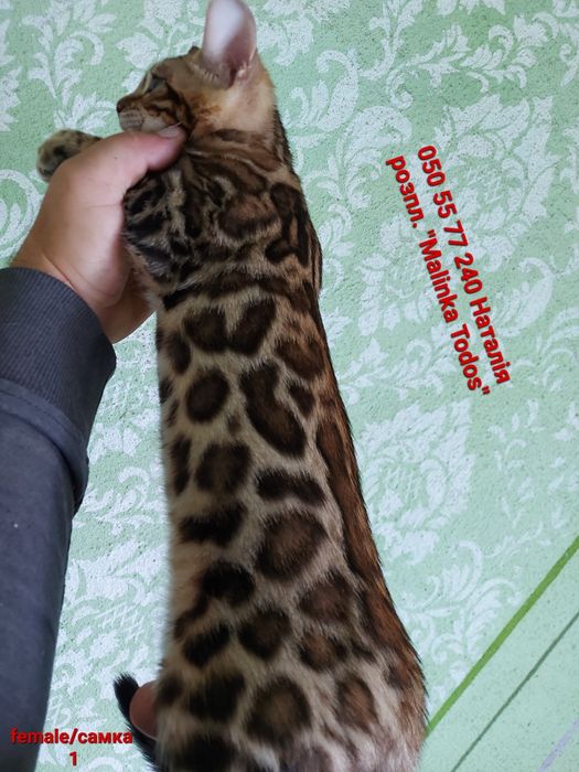 Перша дівчинка з Виводка. Яскрава, Клубна