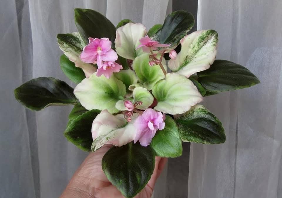 Фиалки сортовые детки