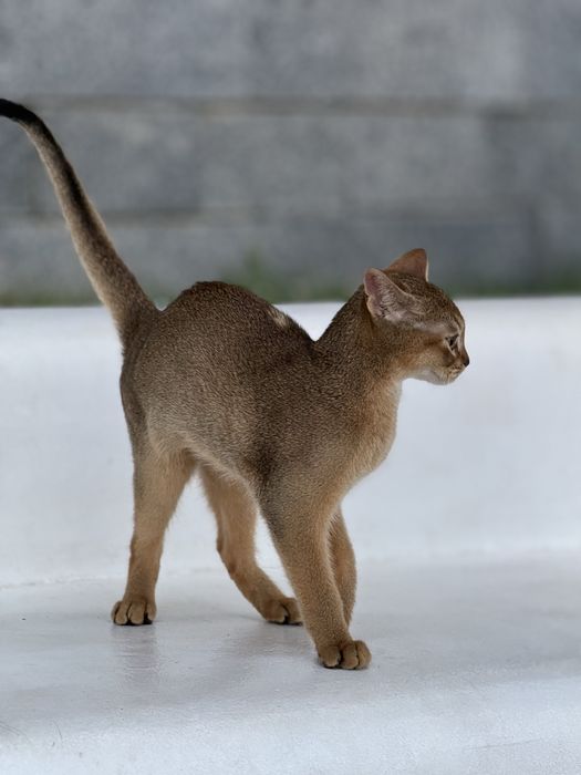 Шикарний хлопчик чекає на люблячу родину