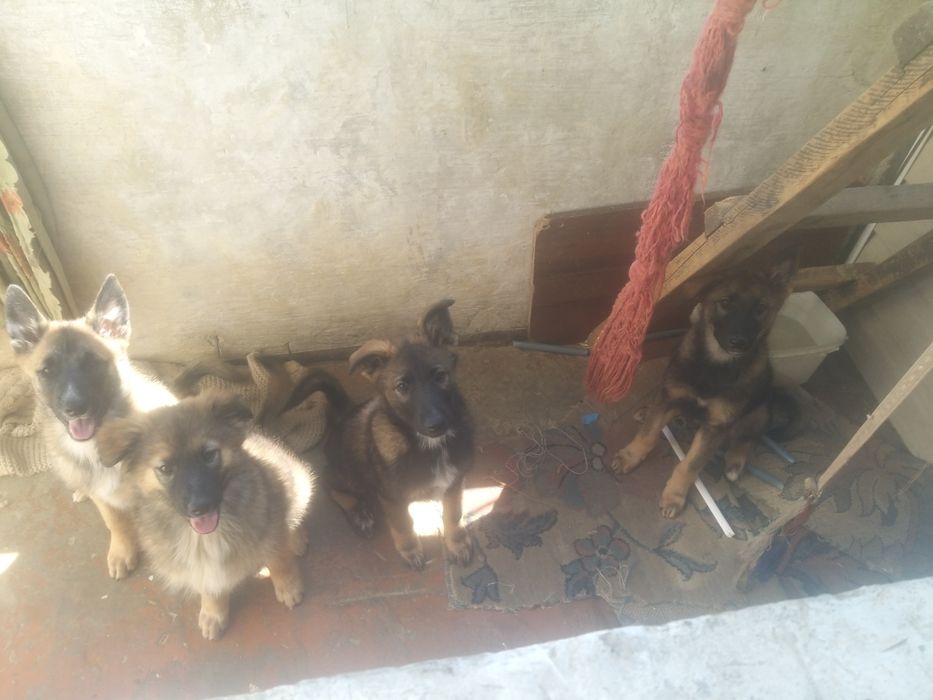 Отдам щенков заподно сибирской лайки
