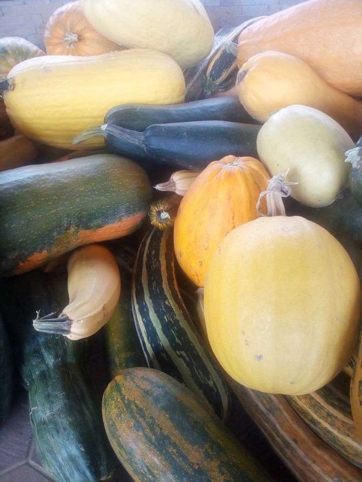 Продається кормова диня