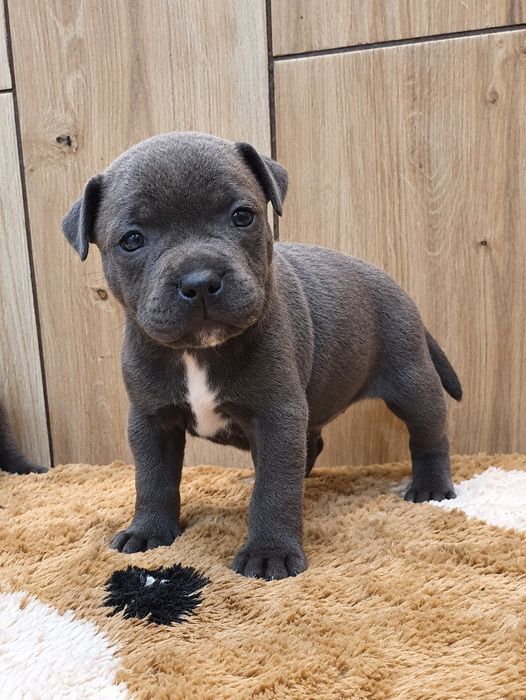 Staffordshire Bull Terrier- Staffik -BŁĘKITNE PESKI