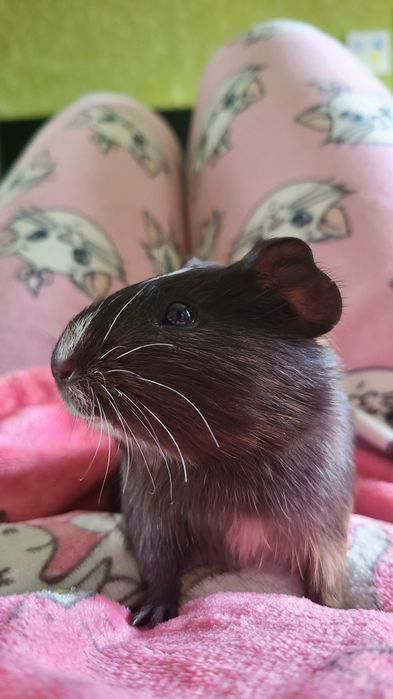 Морська свинка 1,5 місяці