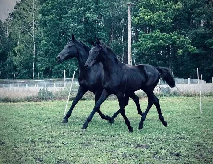 klacz wielkopolska dotacyjna Pokusa