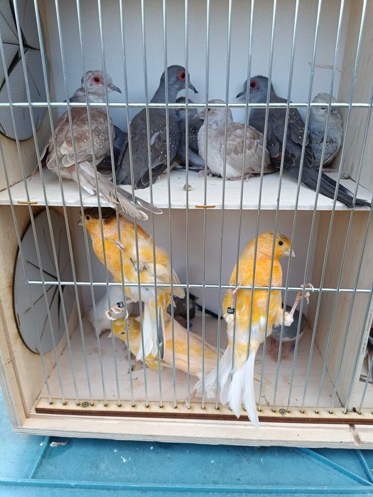 Ptaki,drobna egzotyka,kanarki, gołąbki