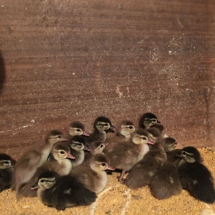 Patos mandarim e carolino bebés.