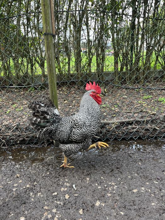 Vendo galos de raça pedrês