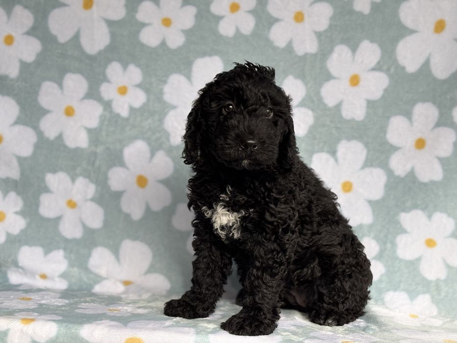 Szczeniak Hiszpański pies dowodny ZKwP/FCI (nie lagotto)