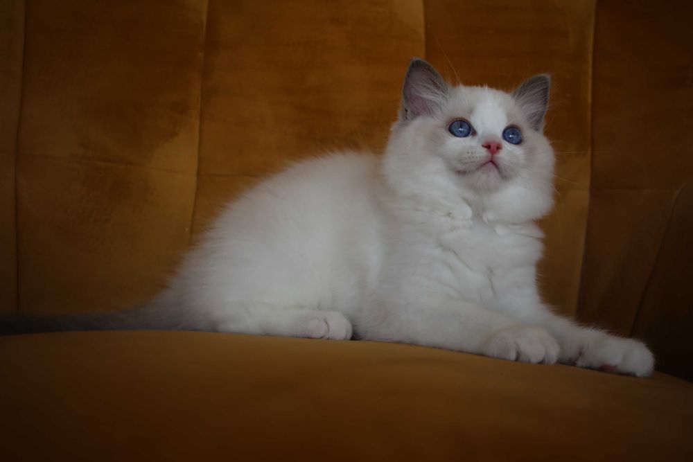 Ragdoll kocurek Wedel
